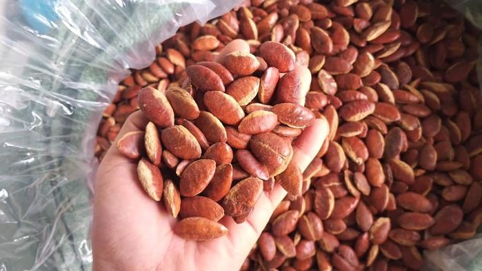 Loại quả ở Tây Nguyên xưa cho trẻ nhặt chơi, giờ thi nhau mua 200K/kg