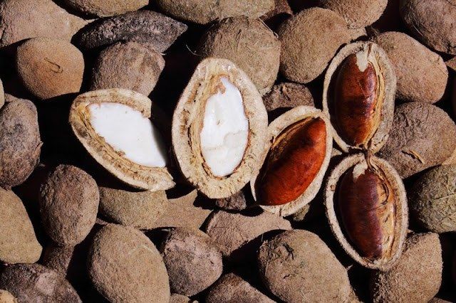 Loại quả ở Tây Nguyên xưa cho trẻ nhặt chơi, giờ thi nhau mua 200K/kg