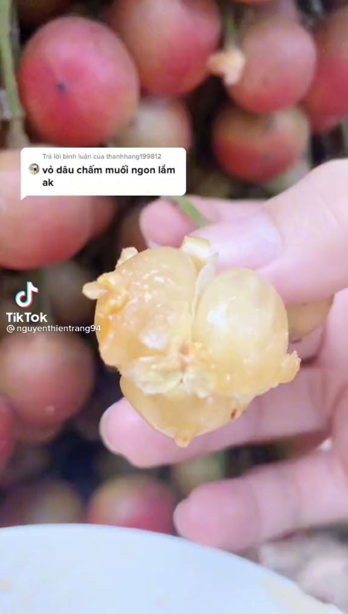 Loại trái đặc biệt, mọc chi chít đến mức không thấy thân cây