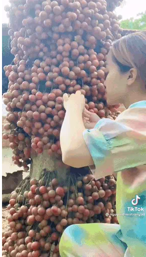 Loại trái đặc biệt, mọc chi chít đến mức không thấy thân cây