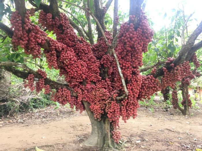 Loại trái đặc biệt, mọc chi chít đến mức không thấy thân cây