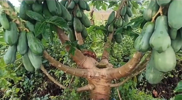 Loại trái đặc biệt, mọc chi chít đến mức không thấy thân cây