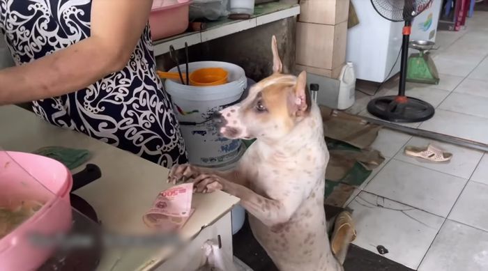 Lụi tim trước chú chó thông minh ngày ngày giúp bà xách nước, lấy củi