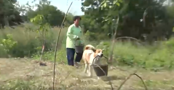 Lụi tim trước chú chó thông minh ngày ngày giúp bà xách nước, lấy củi