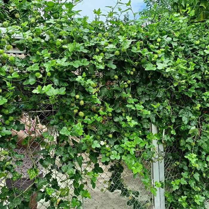 Mấy tháng trời không động đến vì dịch: dây leo phủ kín nóc ô tô