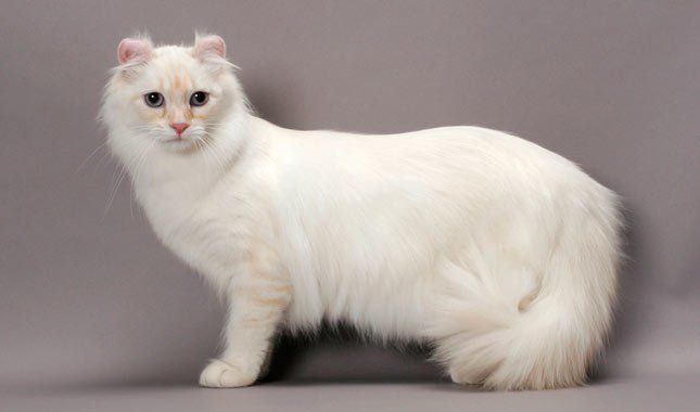 Mèo Mỹ tai xoắn đang gây sốt: Mặt ngây thơ xỉu, giá gần 70 triệu/con