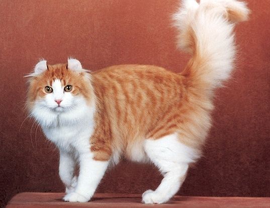 Mèo Mỹ tai xoắn đang gây sốt: Mặt ngây thơ xỉu, giá gần 70 triệu/con
