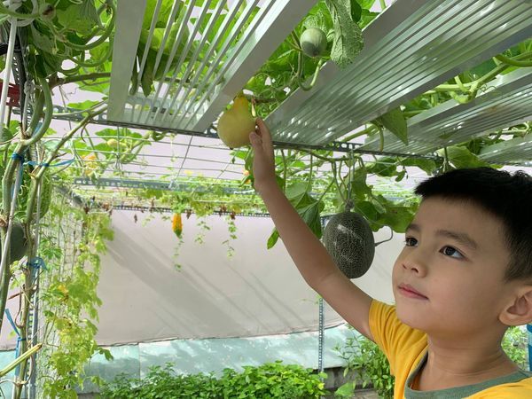 Mướt mắt với vườn rau của ông bố Sài Thành: 3m2 mà rau nào cũng có