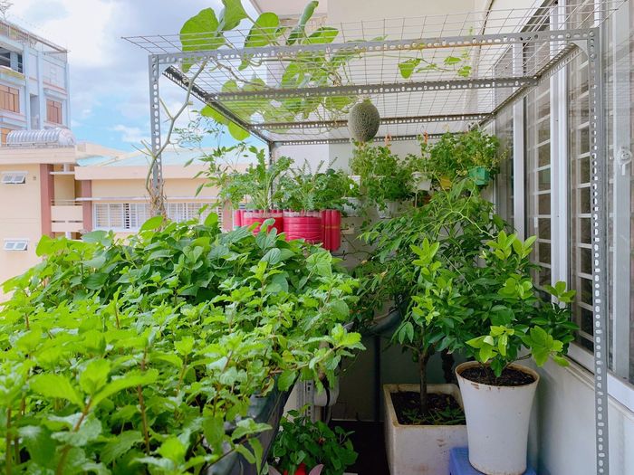 Mướt mắt với vườn rau của ông bố Sài Thành: 3m2 mà rau nào cũng có