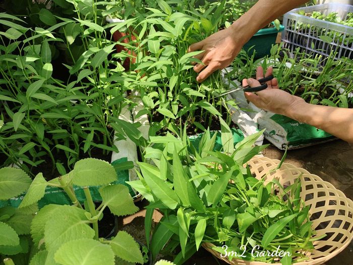 Mướt mắt với vườn rau của ông bố Sài Thành: 3m2 mà rau nào cũng có