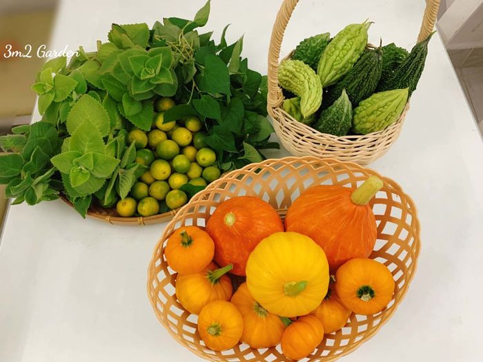 Mướt mắt với vườn rau của ông bố Sài Thành: 3m2 mà rau nào cũng có
