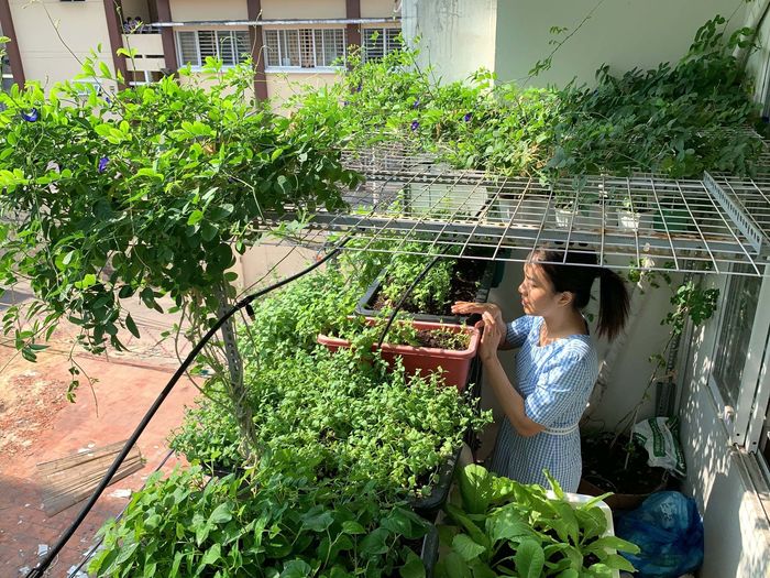 Mướt mắt với vườn rau của ông bố Sài Thành: 3m2 mà rau nào cũng có