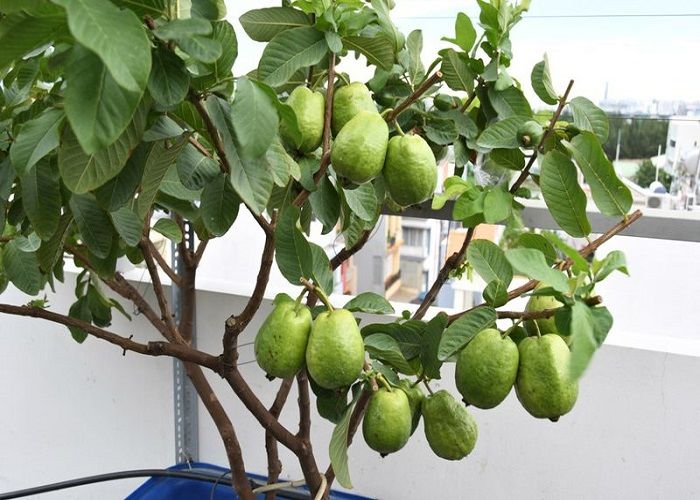Những loại cây ăn quả dễ trồng ở vườn nhà phố: Cóc thái, chanh, ổi...