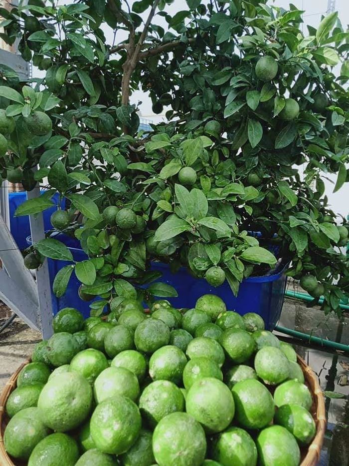 Những loại cây ăn quả dễ trồng ở vườn nhà phố: Cóc thái, chanh, ổi...
