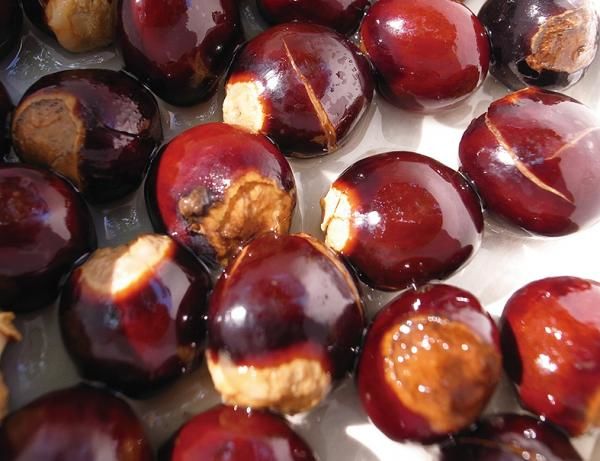Những loại hạt cứ tưởng đồ bỏ ai ngờ ăn rất ngon còn tốt sức khoẻ