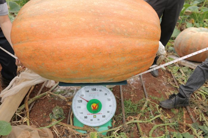 Những loại quả ai cũng tưởng rau củ: có loại nặng nhất Việt Nam 120kg