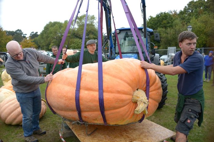 Những loại quả ai cũng tưởng rau củ: có loại nặng nhất Việt Nam 120kg