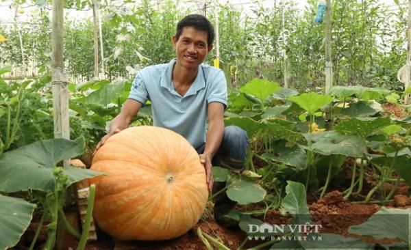 Nông dân Đà Lạt trồng kiểu gì mà ra được quả bí ngô siêu to khổng lồ 