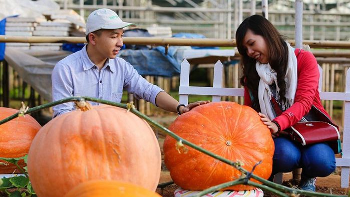 Nông dân Đà Lạt trồng kiểu gì mà ra được quả bí ngô siêu to khổng lồ
