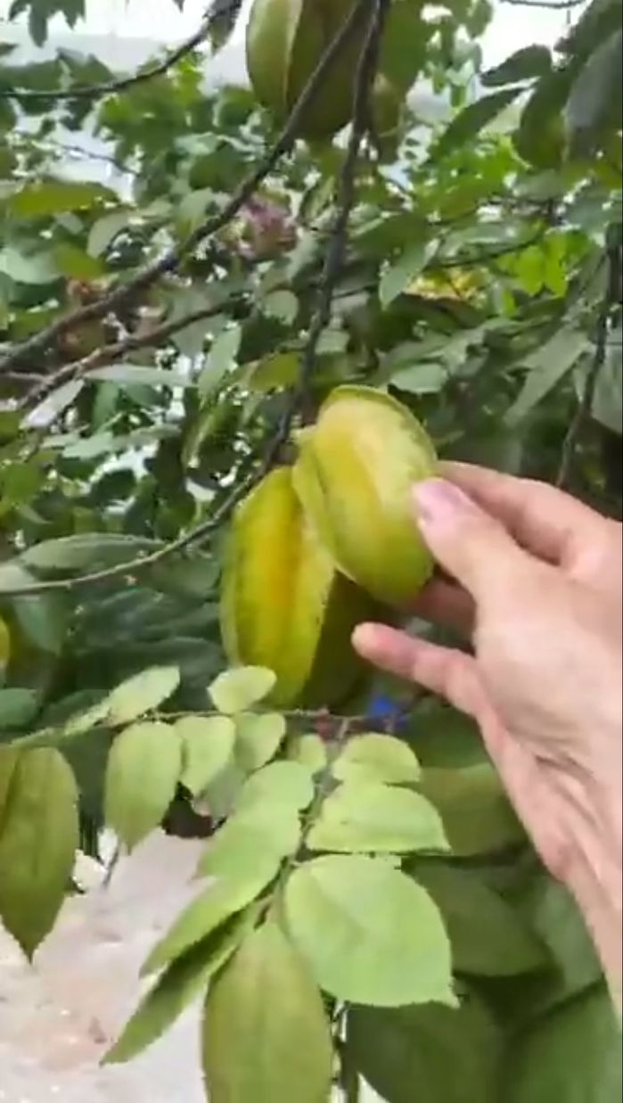Nữ đại gia có siêu xe 100 tỷ nhà cao cửa rộng vẫn vui thú điền viên