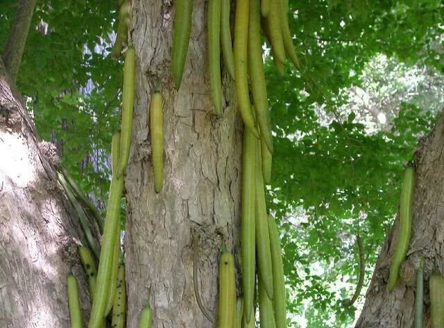 Ớt khổng lồ mọc ra từ thân gỗ: Cây cao 10 m, quả ngọt hơn cả táo