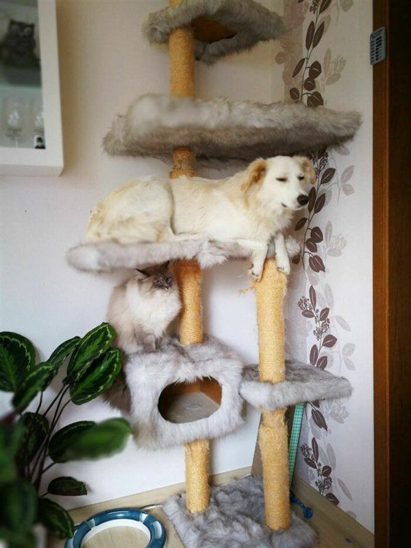Quên mất giống loài, chú chó ăn ngủ, hành động giống hệt các em mèo