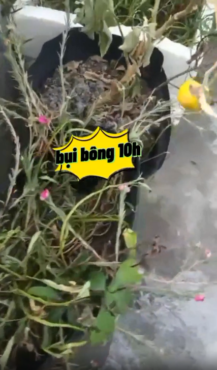 14 ngày cách ly về, cô gái tá hỏa: Rau củ đột biến, thêm đàn con thơ