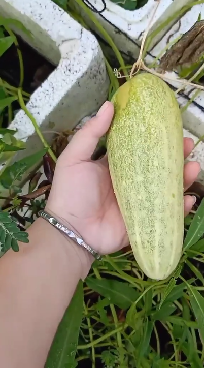 14 ngày cách ly về, cô gái tá hỏa: Rau củ đột biến, thêm đàn con thơ