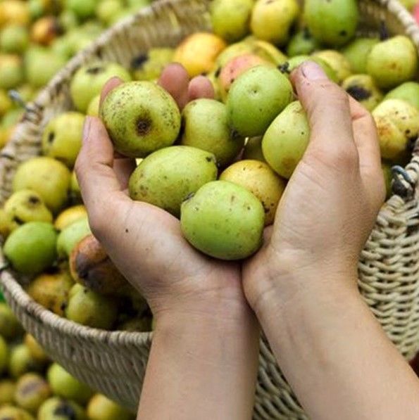 Táo mèo vào mùa: Chị em đua nhau mua cành về cắm, vừa ngắm vừa ăn