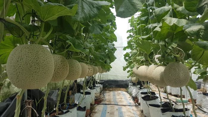 Ở nhà mùa dịch cô gái trồng vườn dưa lưới: Ra cả 100 trái ngọt lịm