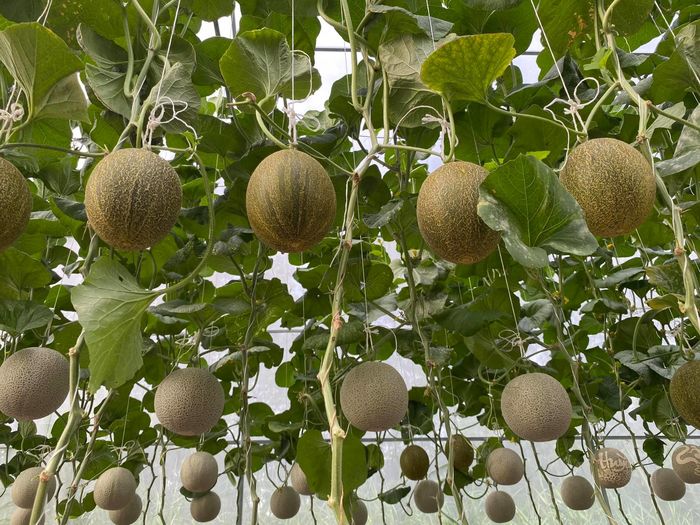 Ở nhà mùa dịch cô gái trồng vườn dưa lưới: Ra cả 100 trái ngọt lịm