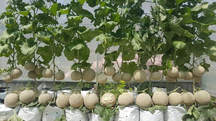 Ở nhà mùa dịch cô gái trồng vườn dưa lưới: Ra cả 100 trái ngọt lịm