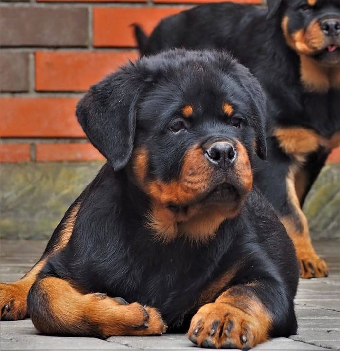 Top 10 giống chó sang chảnh nhất hành tinh: Có cả chó quý từ đảo VN