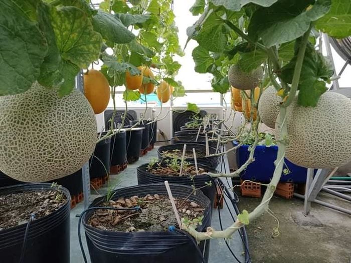 Trồng chơi trên sân thượng ai ngờ bội thu: Ổi trĩu quả, nho lúc lỉu
