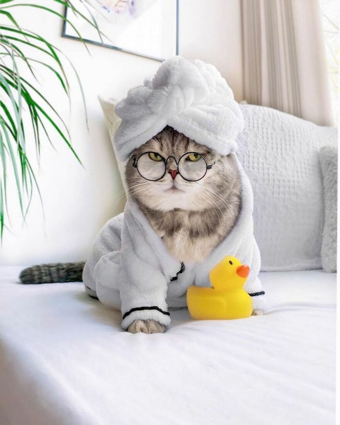 Từng sống lang thang, mèo Dubai thành mẫu ảnh nổi tiếng Instagram