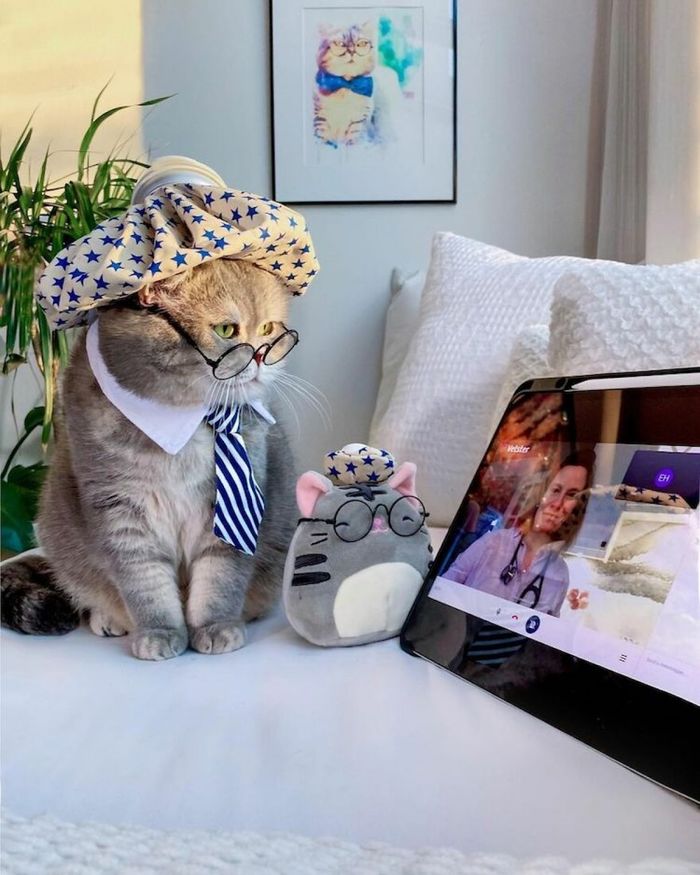 Từng sống lang thang, mèo Dubai thành mẫu ảnh nổi tiếng Instagram