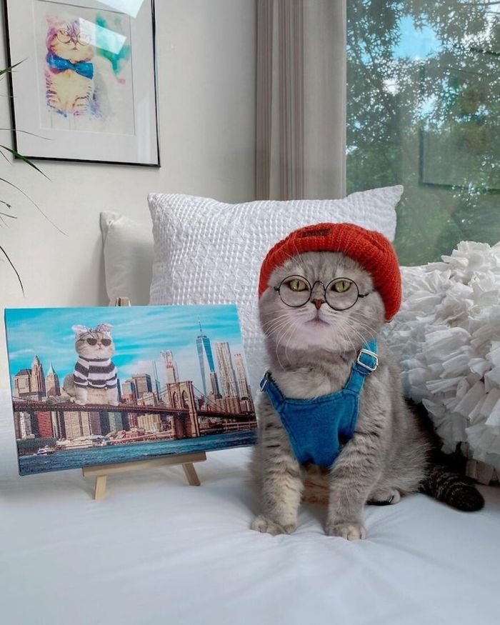 Từng sống lang thang, mèo Dubai thành mẫu ảnh nổi tiếng Instagram