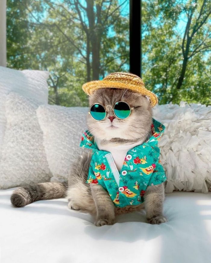 Từng sống lang thang, mèo Dubai thành mẫu ảnh nổi tiếng Instagram