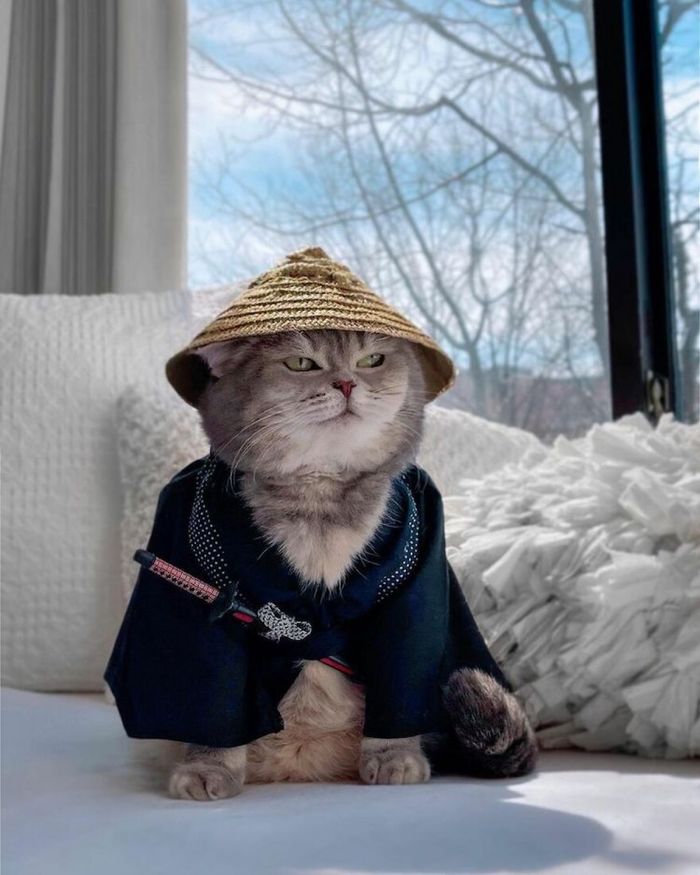 Từng sống lang thang, mèo Dubai thành mẫu ảnh nổi tiếng Instagram