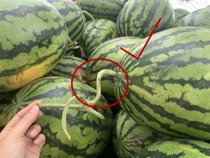 Vì sao người ta hễ đi mua dưa hấu hay dùng ngón tay búng vào trái dưa?