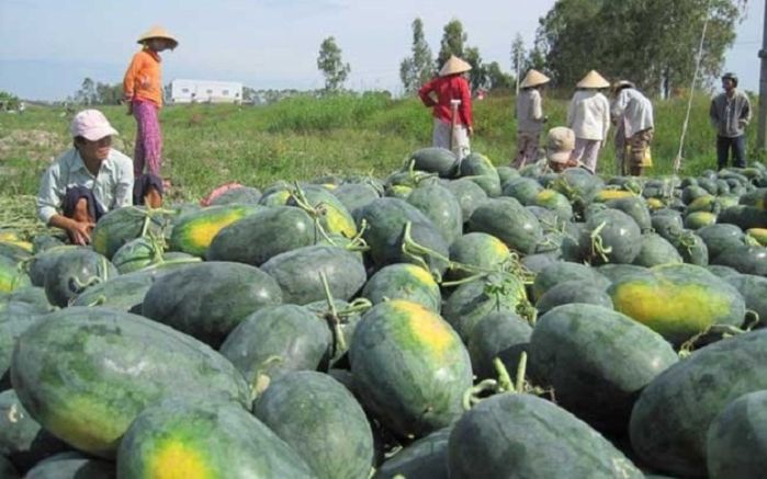Vì sao người ta hễ đi mua dưa hấu hay dùng ngón tay búng vào trái dưa?