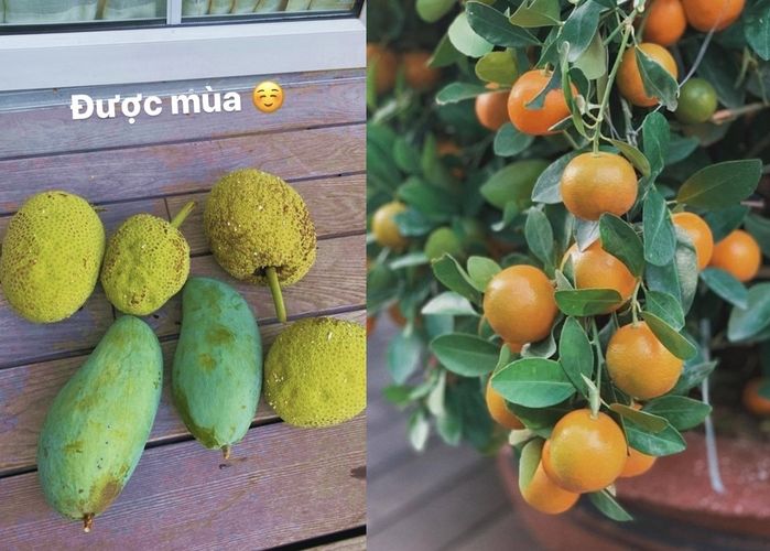 Sao Việt làm vườn mát tay: Nhật Kim Anh trồng mướp dài bằng người