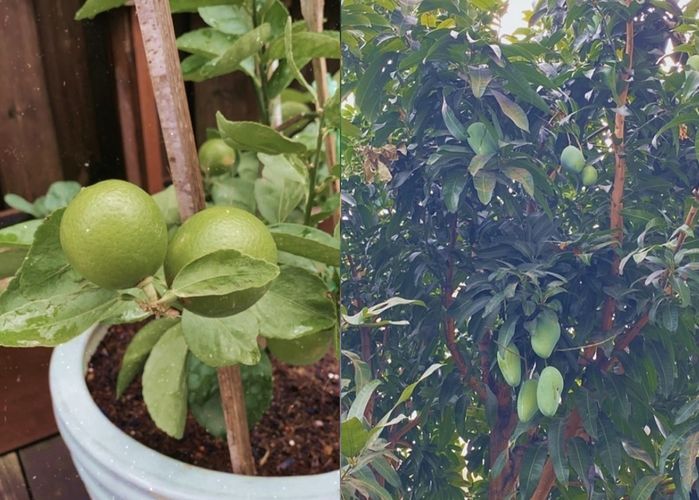 Sao Việt làm vườn mát tay: Nhật Kim Anh trồng mướp dài bằng người