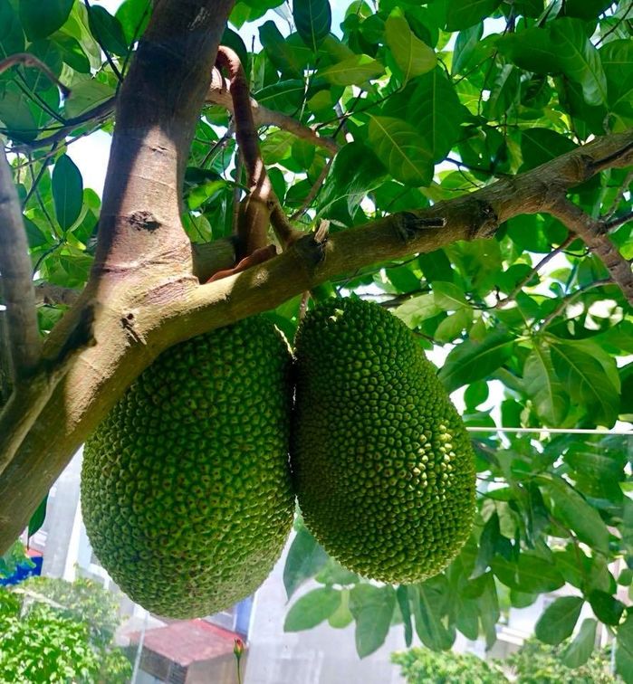 Sao Việt làm vườn mát tay: Nhật Kim Anh trồng mướp dài bằng người