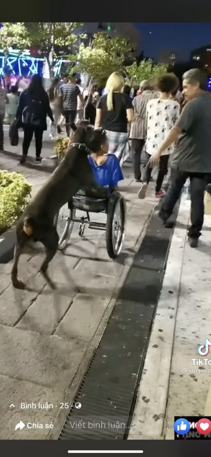 Xúc động hình ảnh chú chó đẩy người chủ tật nguyền đi dạo phố