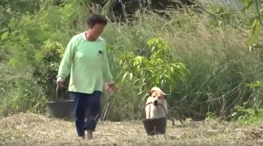 Xúc động hình ảnh chú chó đẩy người chủ tật nguyền đi dạo phố