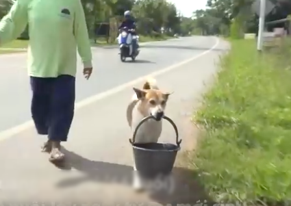 Xúc động hình ảnh chú chó đẩy người chủ tật nguyền đi dạo phố