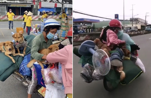 Bé cún may mắn còn sống sót sau vụ tiêu hủy: Lũn cũn cực đáng yêu