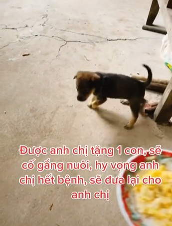 Bé cún may mắn còn sống sót sau vụ tiêu hủy: Lũn cũn cực đáng yêu