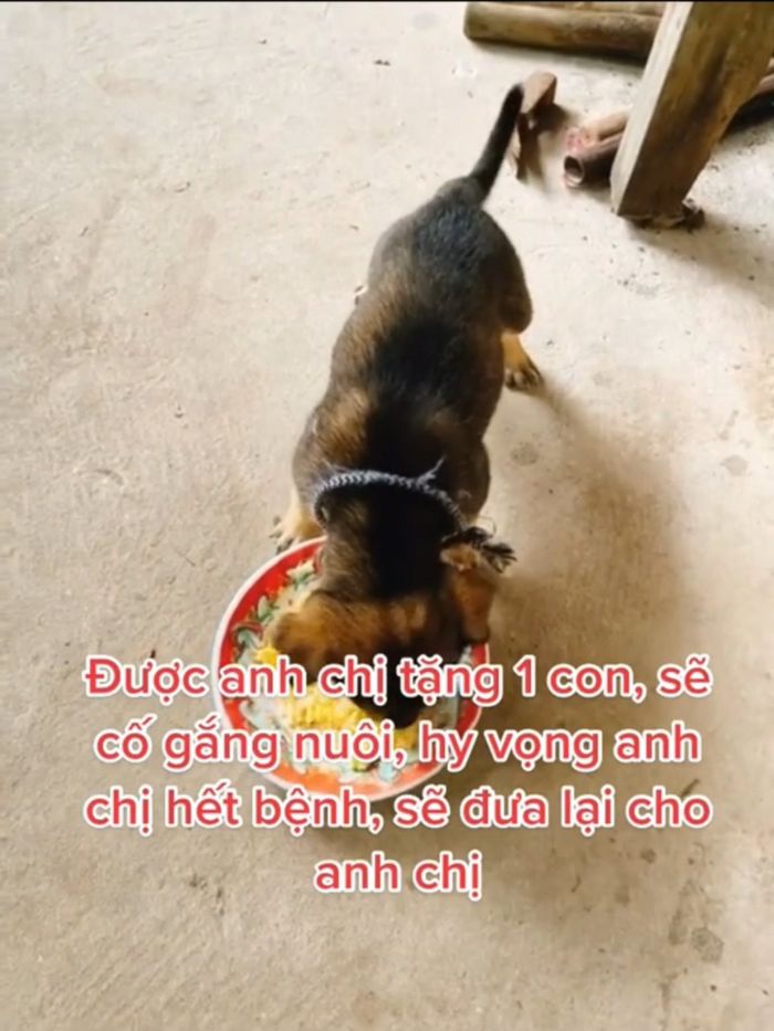 Bé cún may mắn còn sống sót sau vụ tiêu hủy: Lũn cũn cực đáng yêu